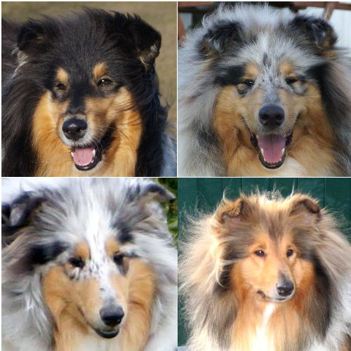 Unsere Collies