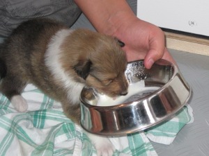 Welpe lernt Milch trinken